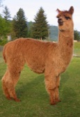 Suri Alpaca